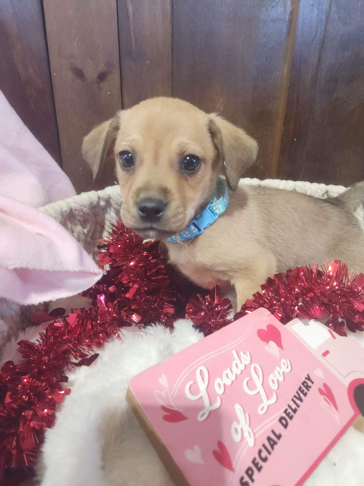 dog-for-adoption-carwyn-a-labrador-retriever-in-pittsfield-wi