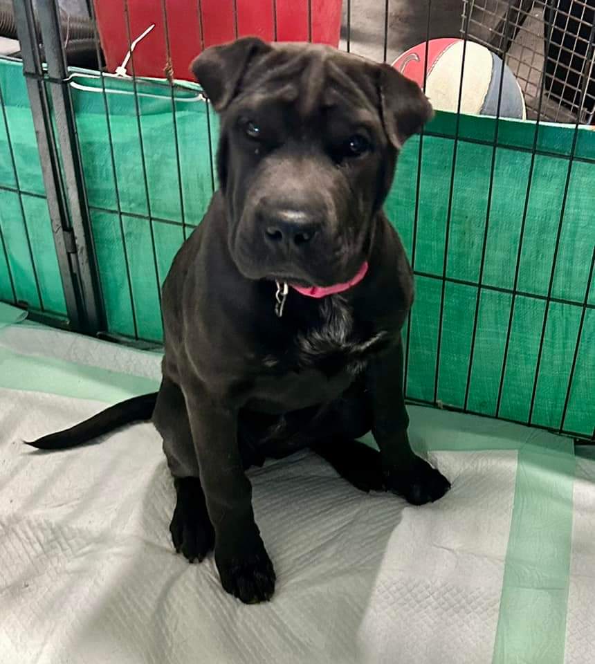 Dog for Adoption Viola, a Shar Pei in Black Creek, WI Alpha Paw