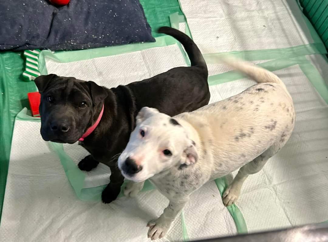 Dog for Adoption Viola, a Shar Pei in Black Creek, WI Alpha Paw
