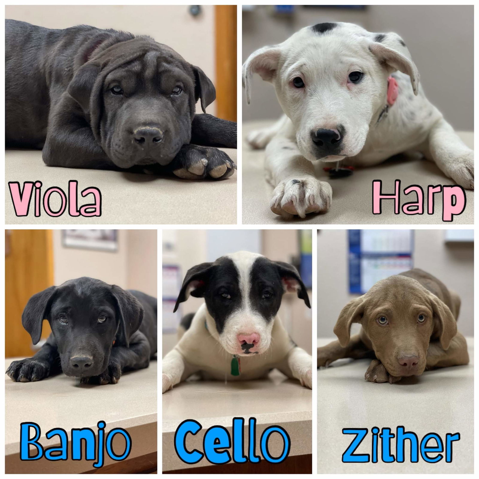 Dog for Adoption Viola, a Shar Pei in Black Creek, WI Alpha Paw