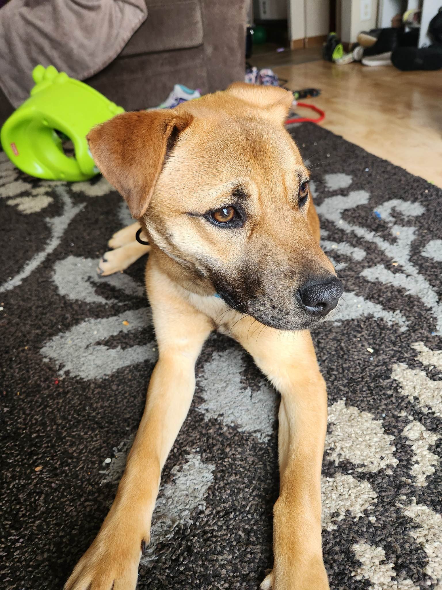 Dog for Adoption - Savannah, a Shepherd in Bevent, WI | Alpha Paw