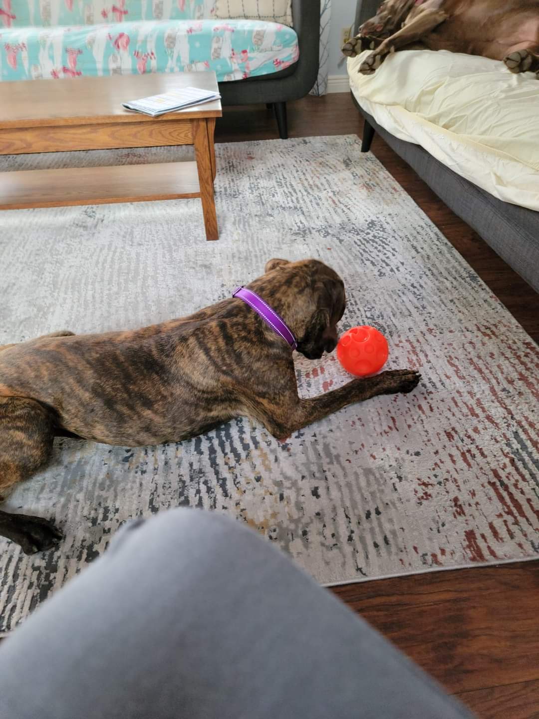 Dog for Adoption Rusty, a Plott Hound in Marion, WI Alpha Paw
