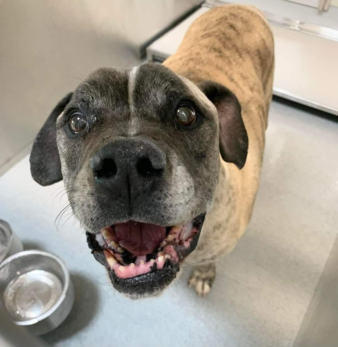 Dog for Adoption Henry, a Mastiff in Kronenwetter, WI Alpha Paw