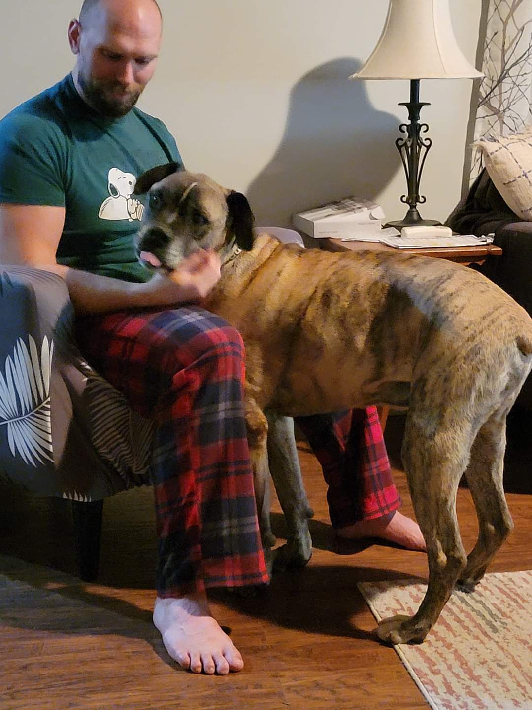 Dog for Adoption Henry, a Mastiff in Kronenwetter, WI Alpha Paw