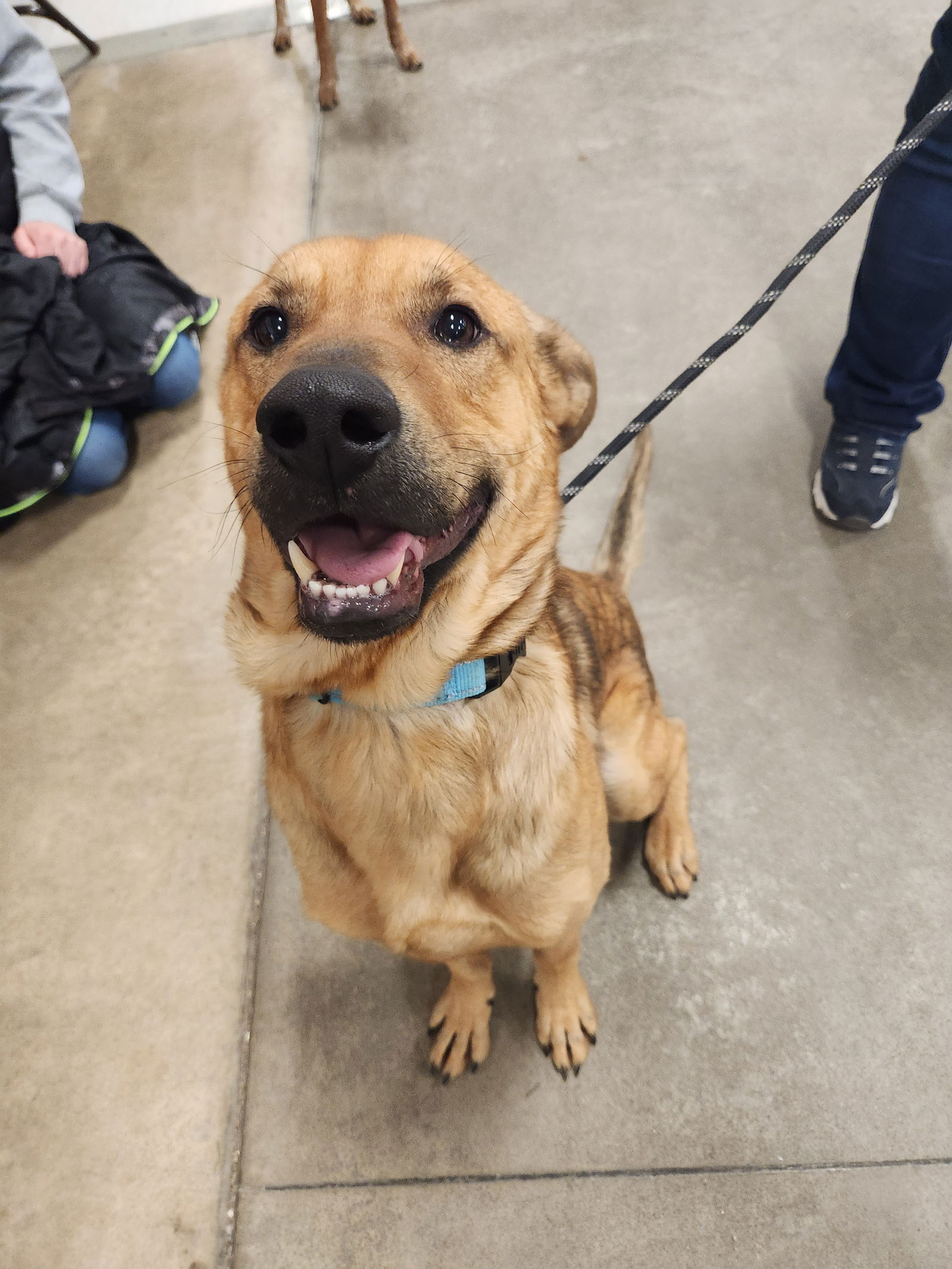 Dog for Adoption - Coy, a German Shepherd Dog in Kronenwetter, WI ...