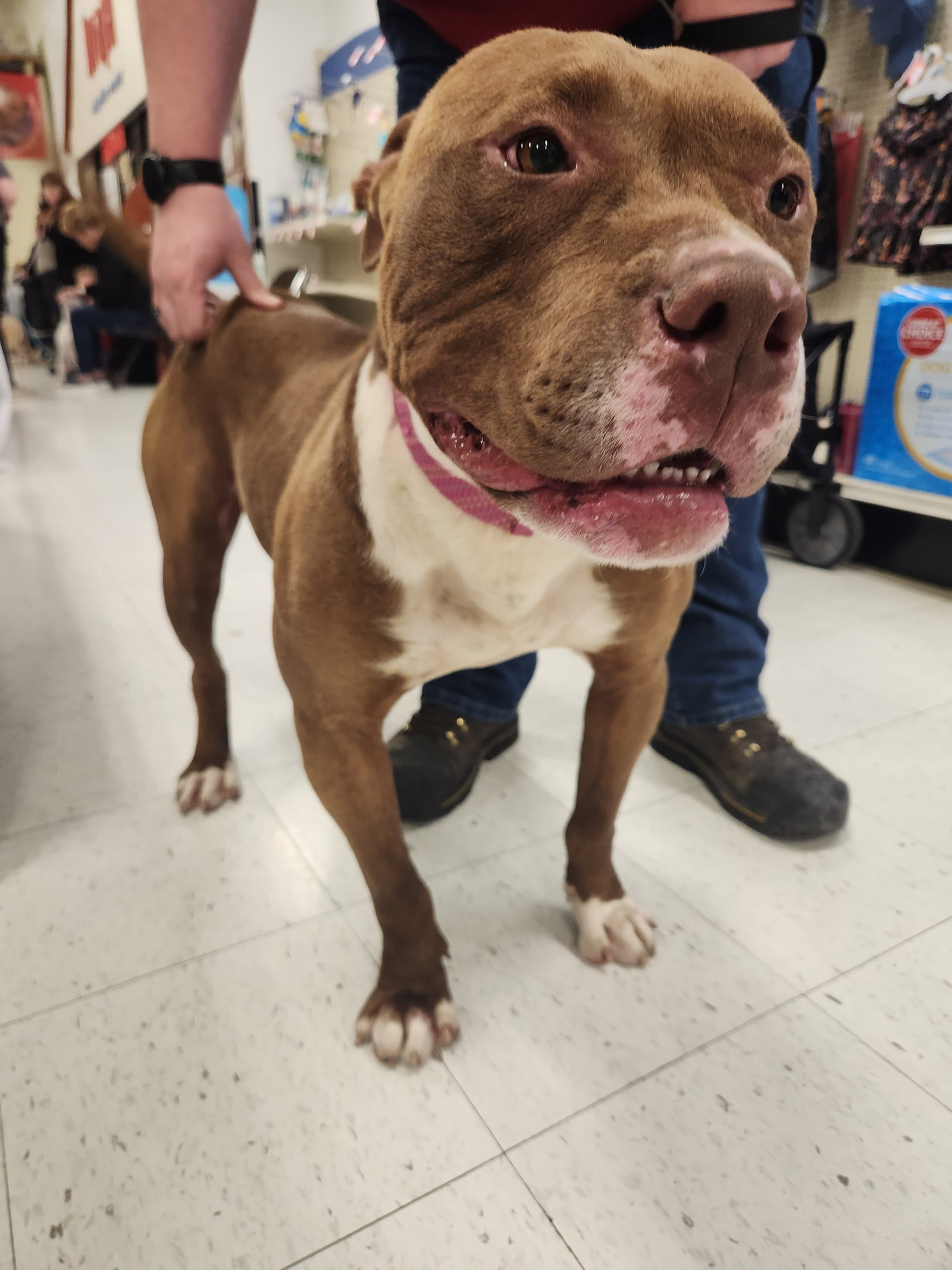 Dog for Adoption Auggie, a American Pit Bull Terrier in Kronenwetter