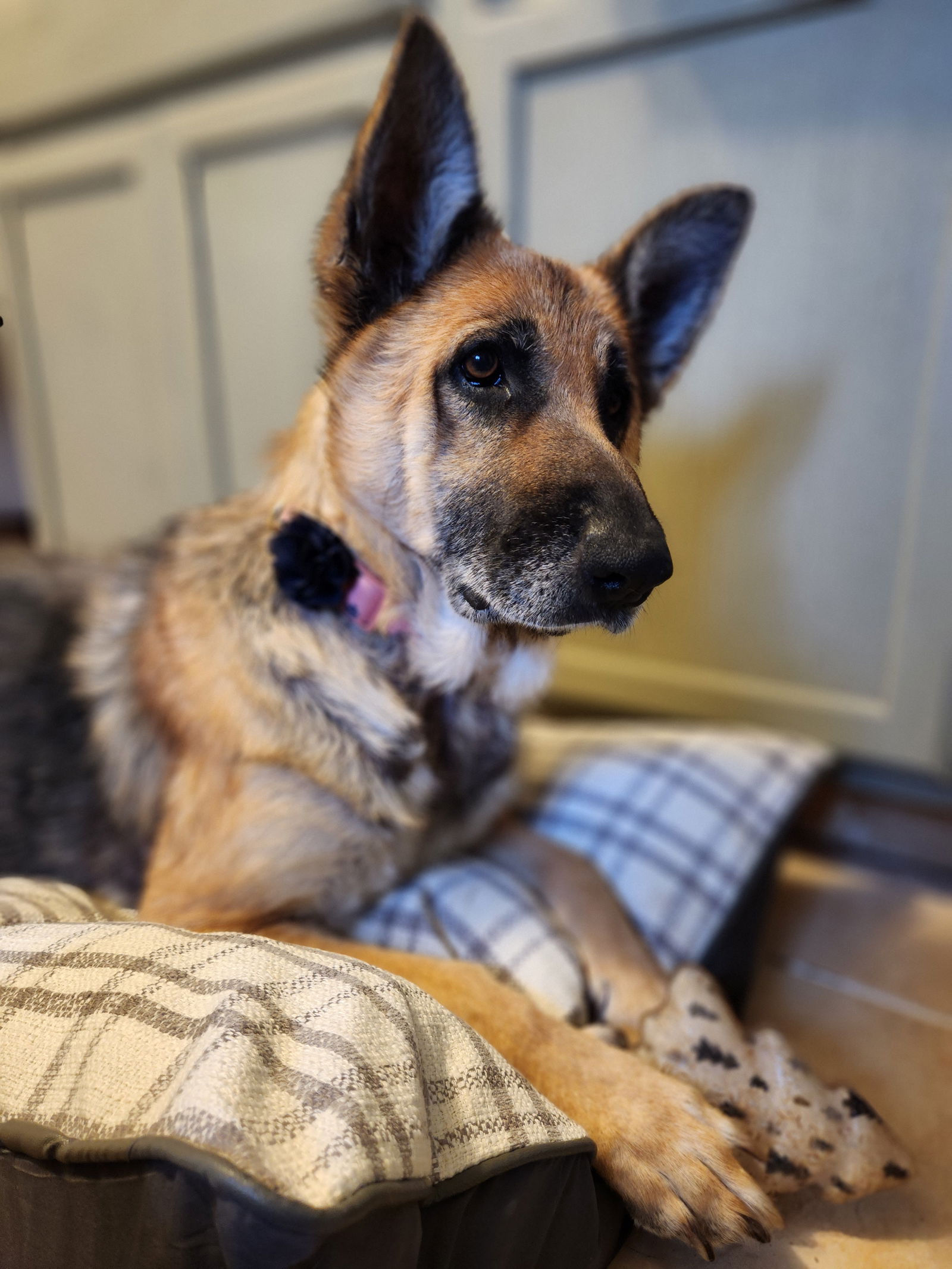 Dog for Adoption Luna, a German Shepherd Dog in Green Lake County, WI