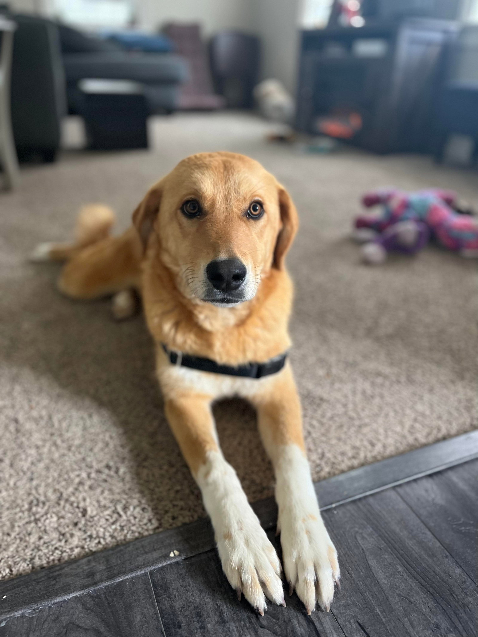 Dog for Adoption Peaches, a Golden Retriever in Dakota, WI Alpha Paw