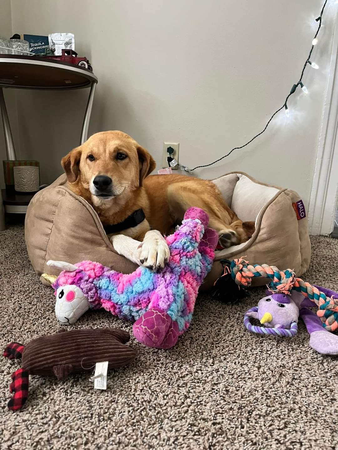 Dog for Adoption Peaches, a Golden Retriever in Ashwaubenon, WI