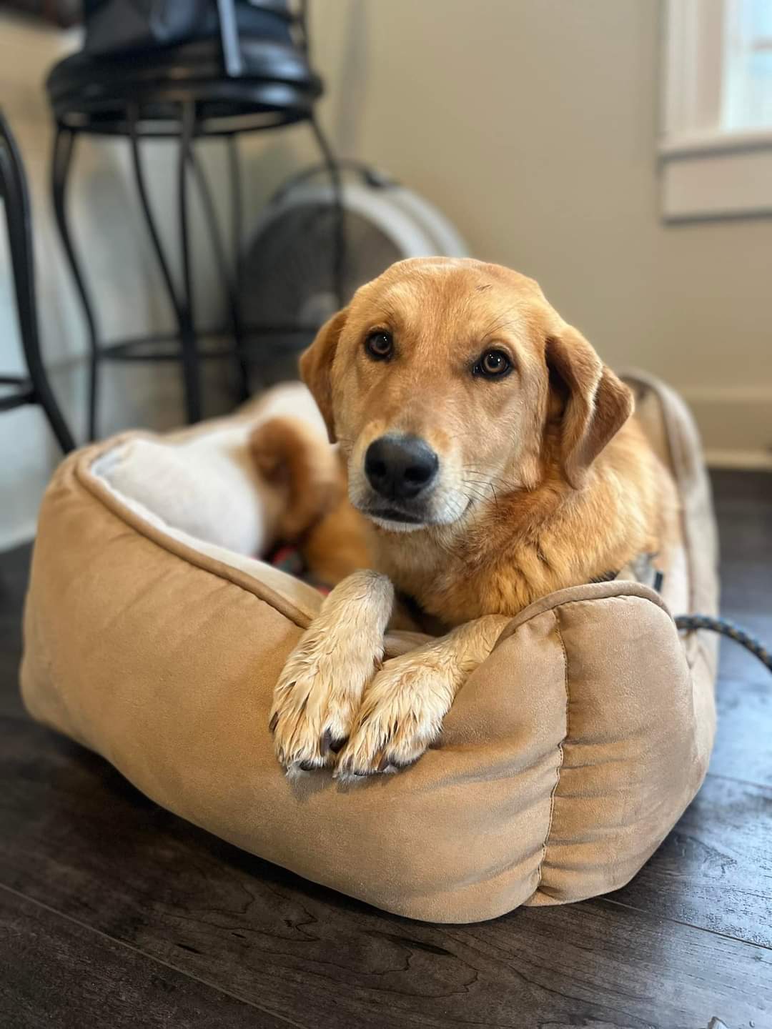 Dog for Adoption Peaches, a Golden Retriever in Dakota, WI Alpha Paw