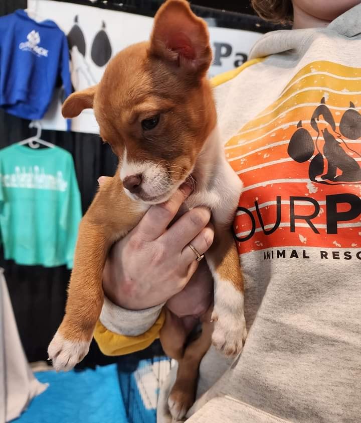 Dog for Adoption Jupiter, a Australian Cattle Dog/Blue Heeler in