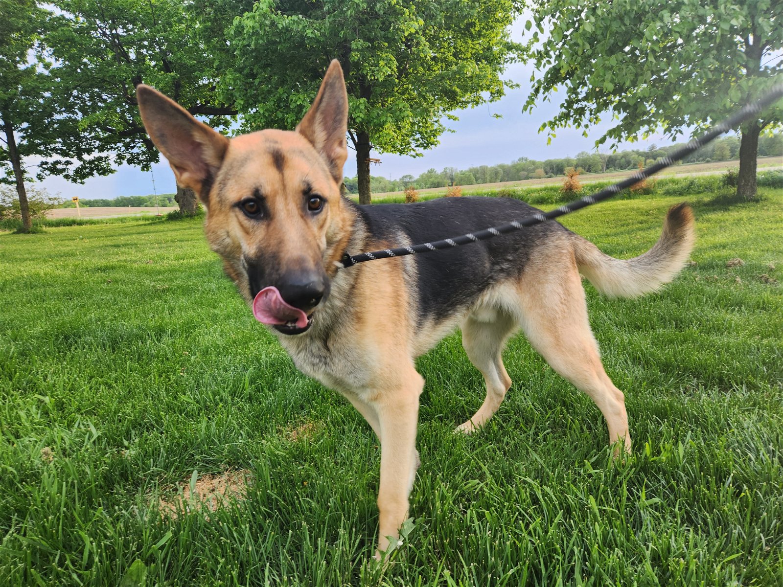 Dog for Adoption - Pete, a German Shepherd Dog in Pittsfield, WI ...