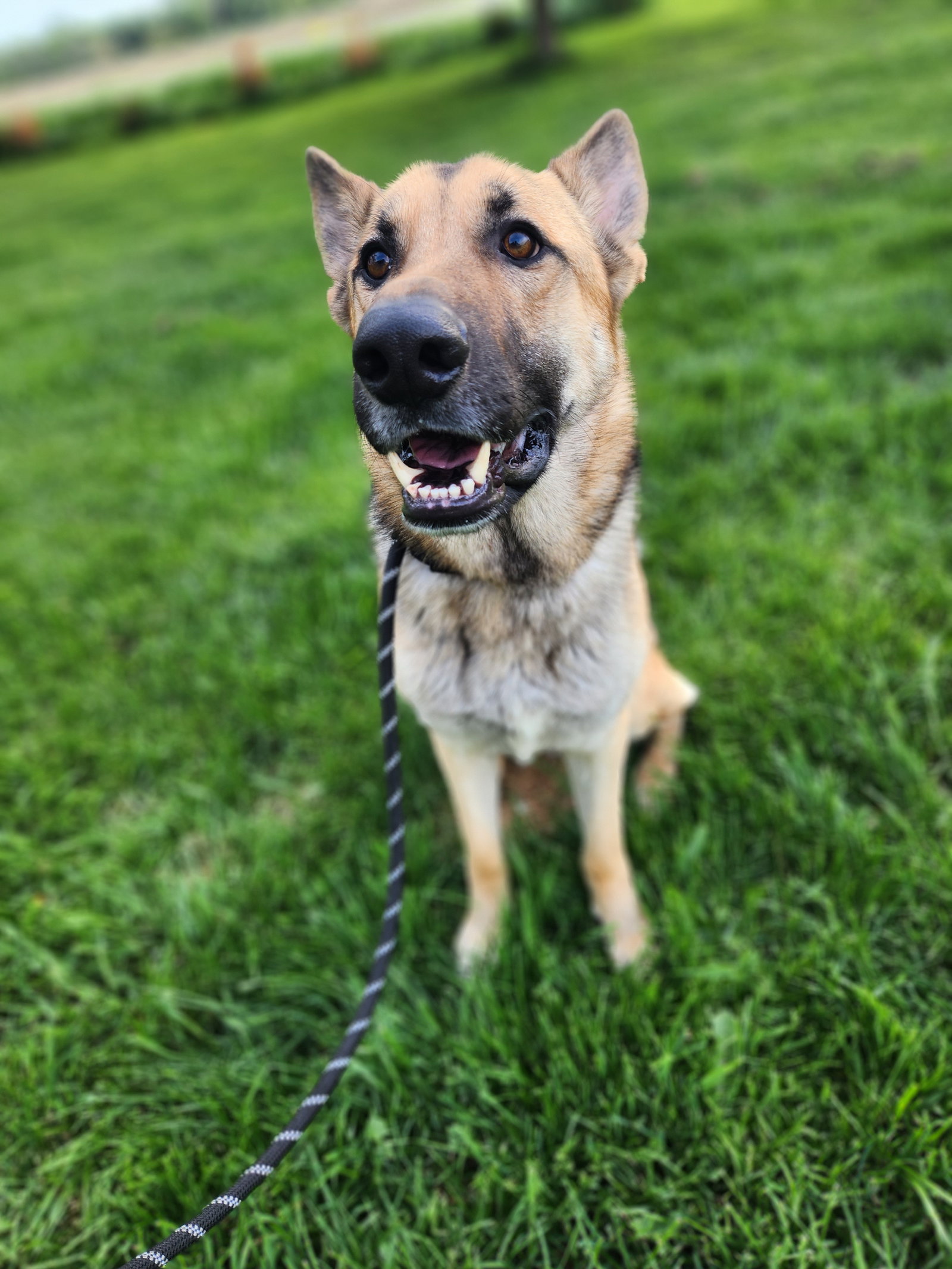Dog for Adoption Pete, a German Shepherd Dog in Pittsfield, WI