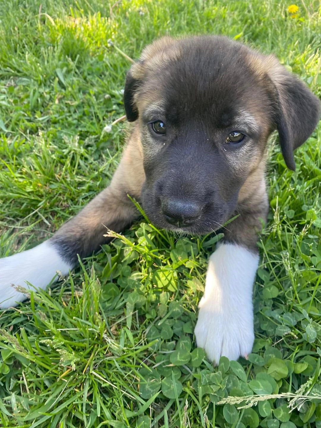 Dog For Adoption - Gigi, A Akita In Eldorado, Wi 