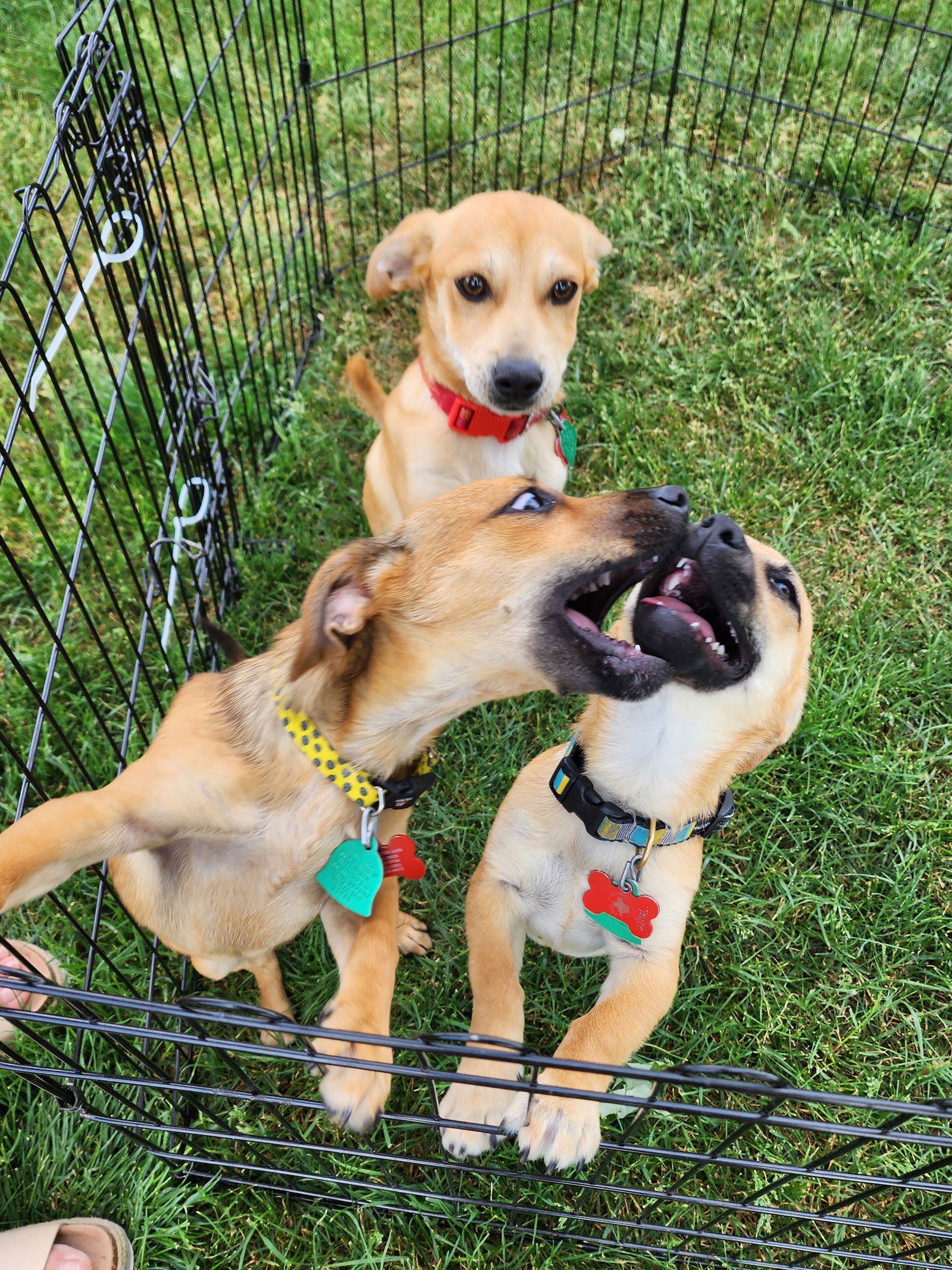 dog-for-adoption-jack-a-chihuahua-in-silver-lake-wi-alpha-paw