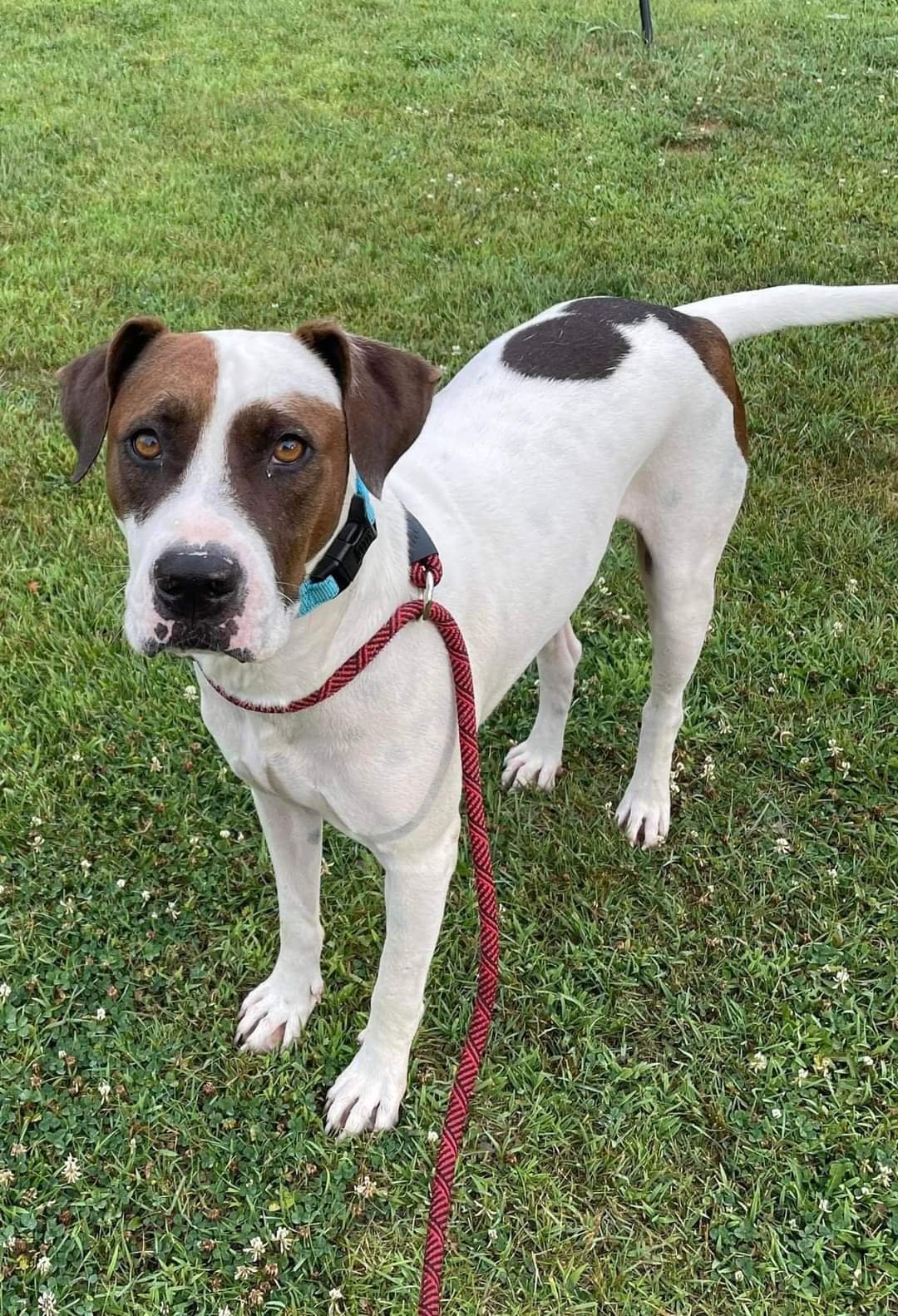 Dog For Adoption - Dwight, A Pointer In Iola, Wi 