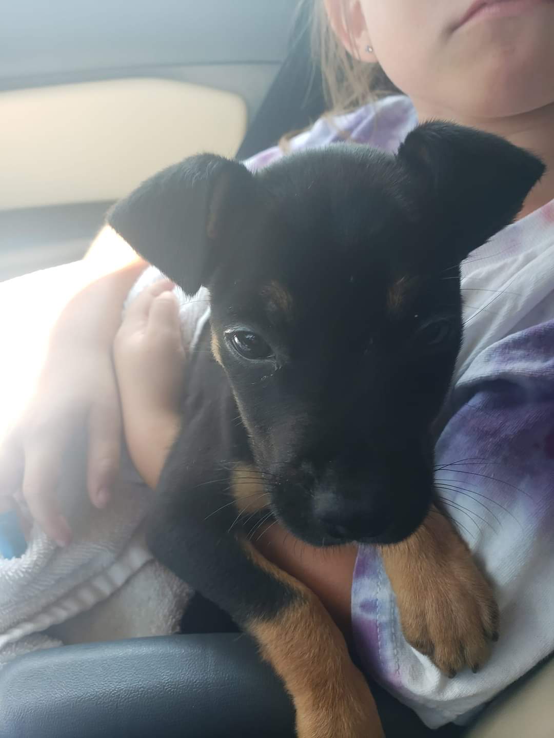 Dog for Adoption Popcorn, a Rottweiler in Redgranite, WI Alpha Paw