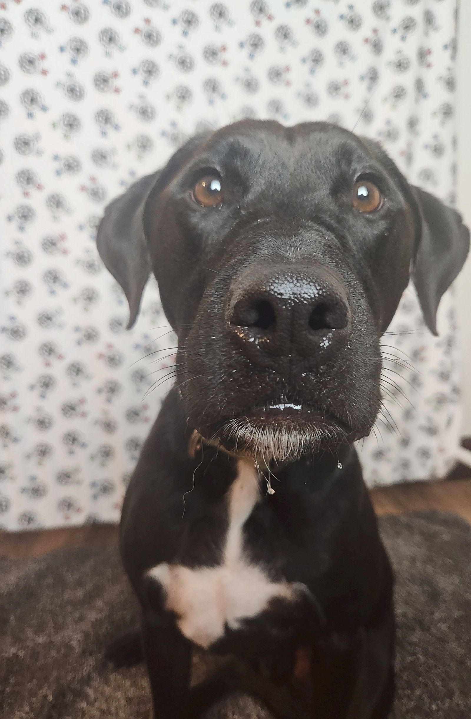 Dog for Adoption Moose, a Labrador Retriever in Green Bay, WI Alpha Paw