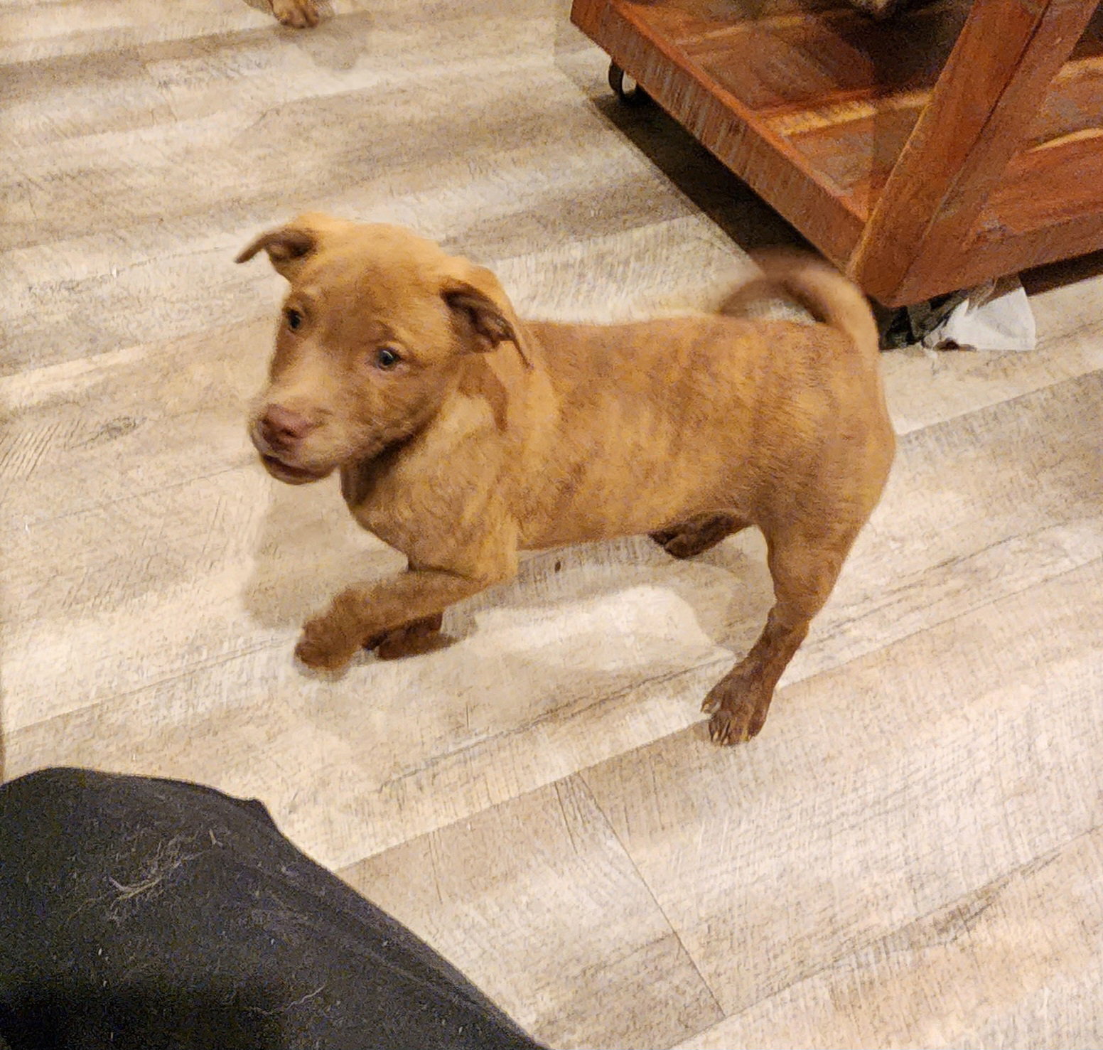 Dog for Adoption Honey, a Labrador Retriever in Green Lake County, WI