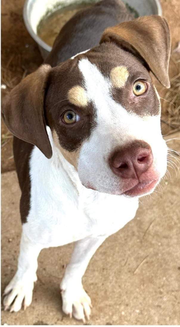 Dog for Adoption Clementine, a Labrador Retriever in Calumet County