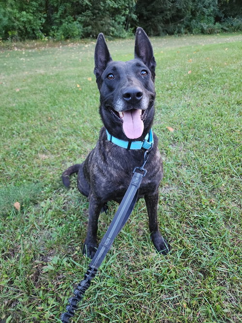 picture of the dog needing adoption
