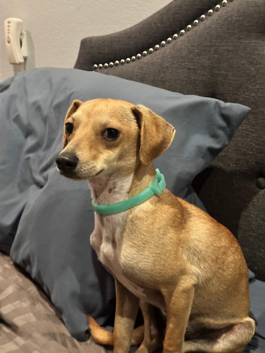 Dog for Adoption Bam Bam, a Dachshund in Wrightstown, WI Alpha Paw
