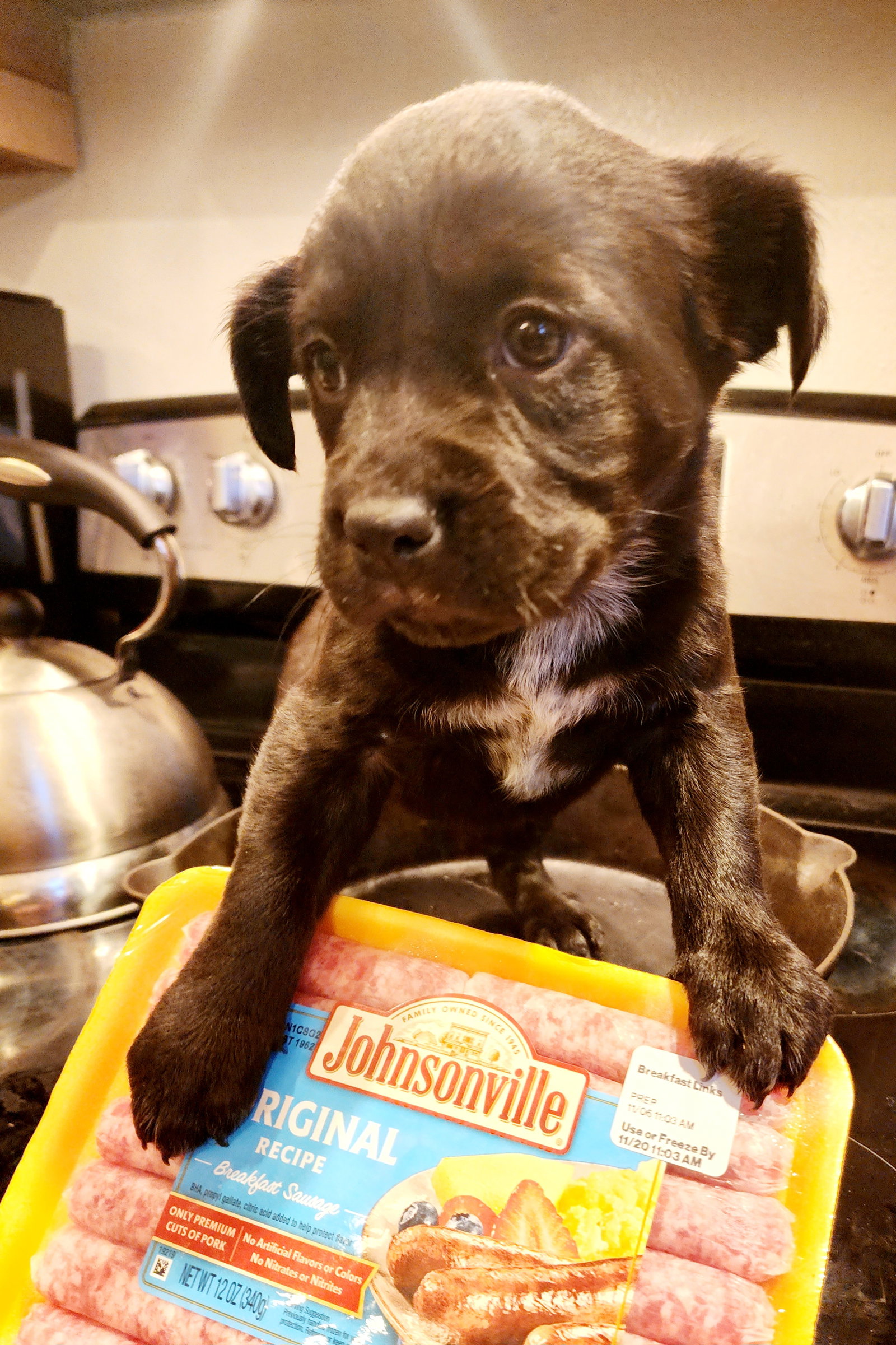 Dog for Adoption Sausage, a Labrador Retriever in Oshkosh, WI Alpha Paw