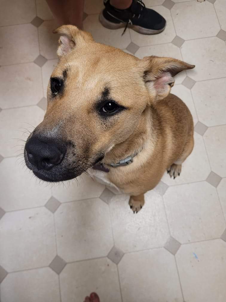 Dog for Adoption - Calvin, a Shepherd in Oshkosh, WI | Alpha Paw