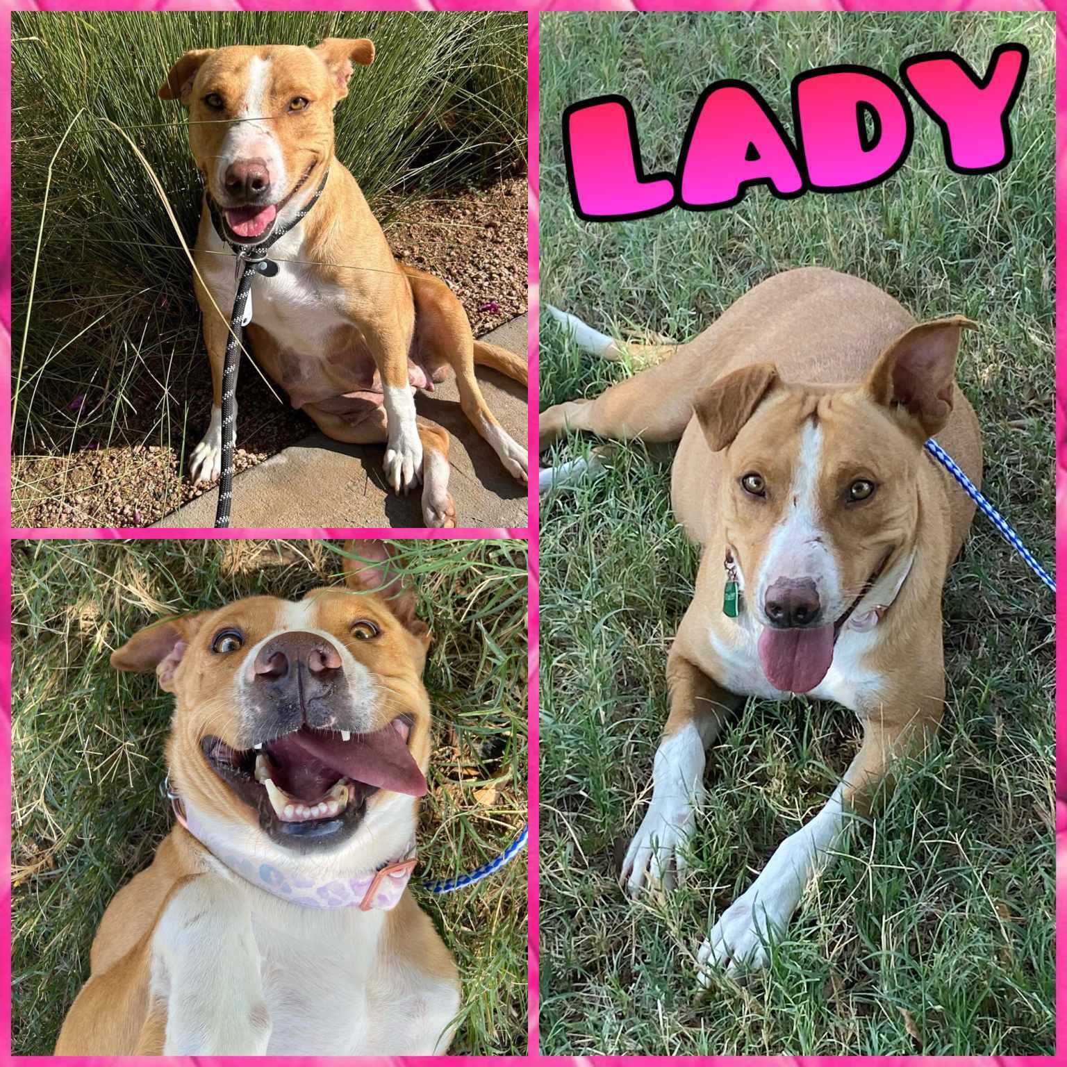 Dog for Adoption - Lady, a Labrador Retriever in Oshkosh, WI | Alpha Paw