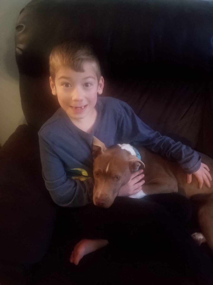 Dog for Adoption Logan, a Pit Bull Terrier in Appleton, WI Alpha Paw
