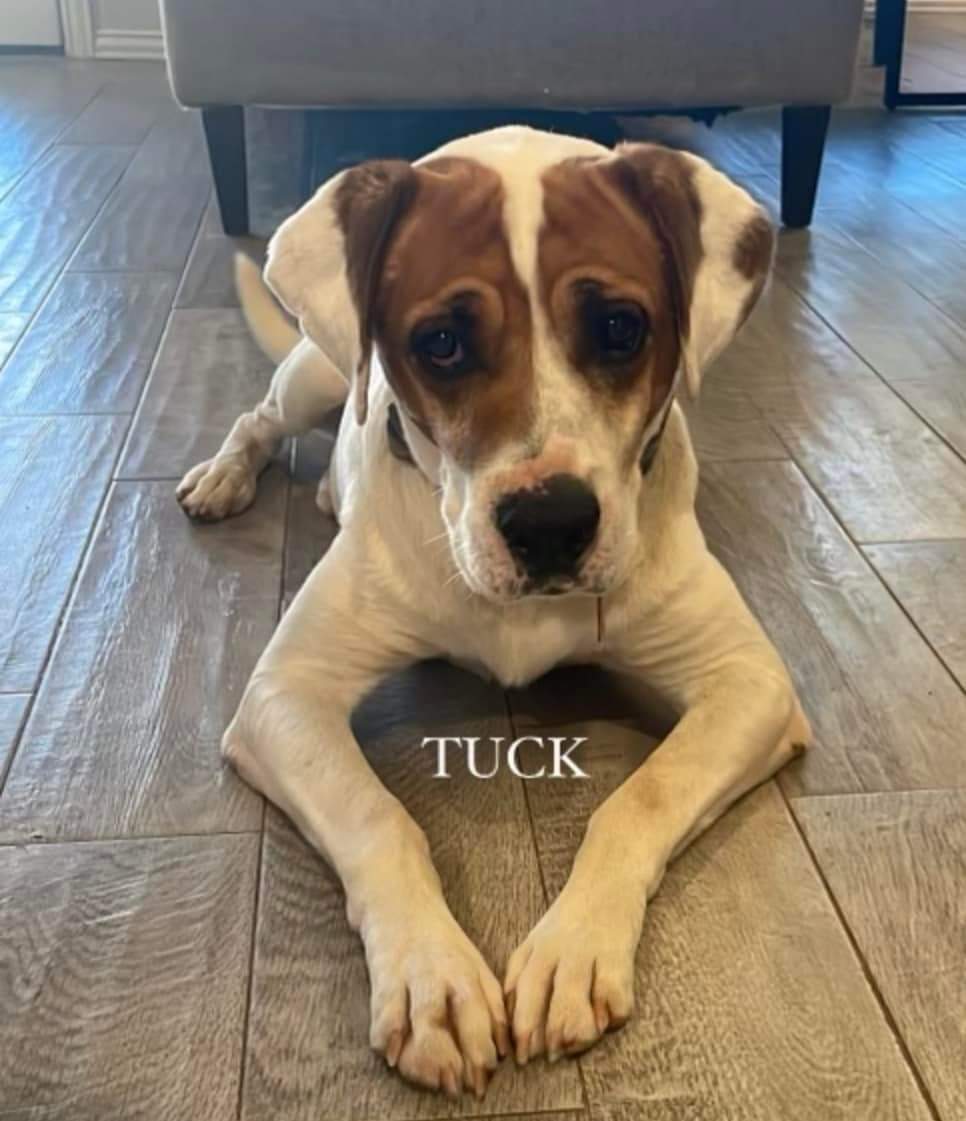 Dog for Adoption Tuck, a Hound in Lamartine, WI Alpha Paw