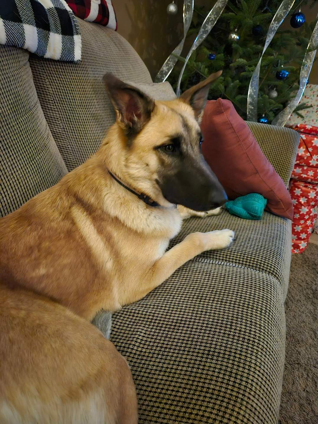 Dog for Adoption Sydney, a Shepherd in Outagamie County, WI Alpha Paw