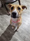 adoptable Dog in  named Janet