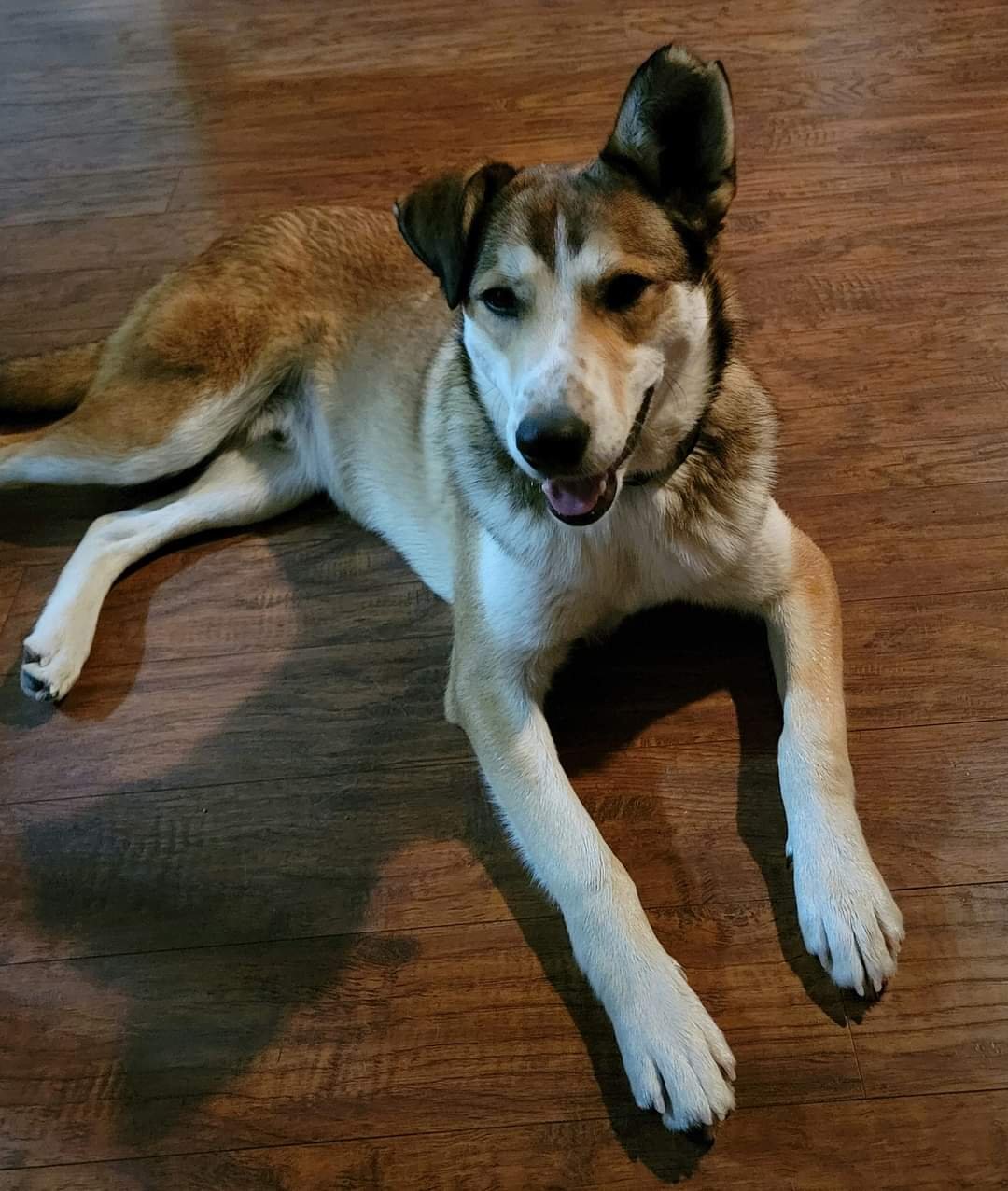 adoptable Dog in New London, WI named Scooter