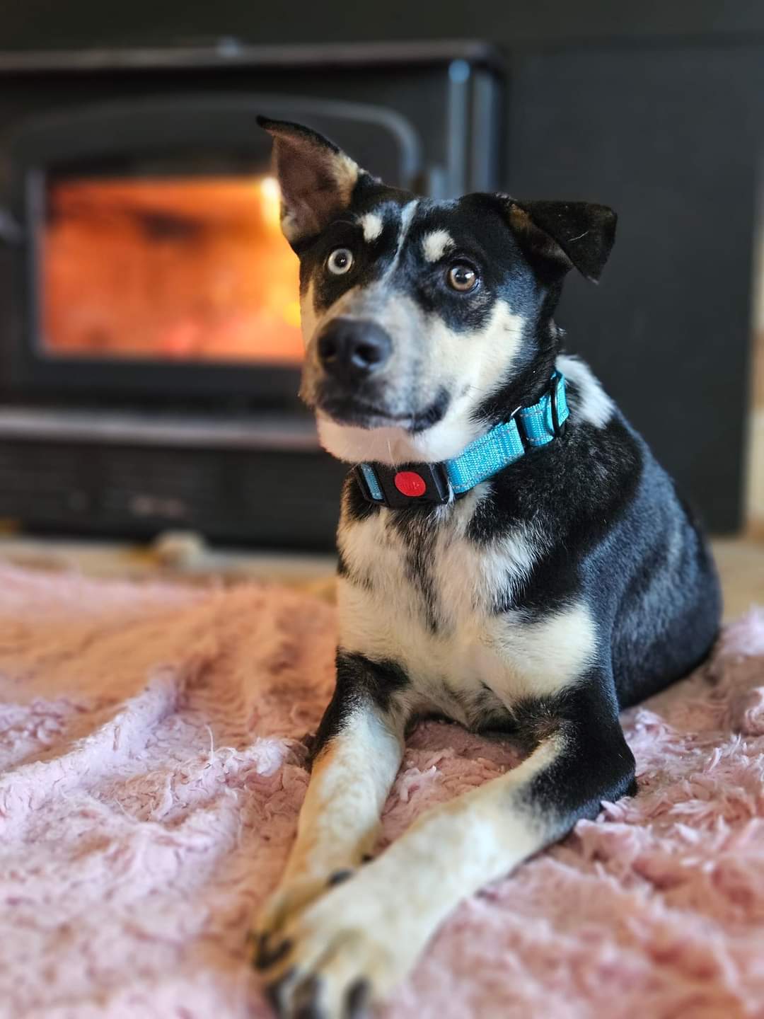 Dog for Adoption Zillah, a Shepherd in Green Bay, WI Alpha Paw