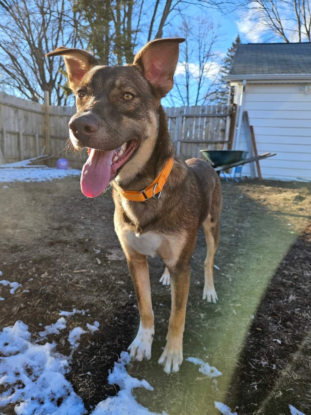 adoptable Dog in New London, WI named Micah