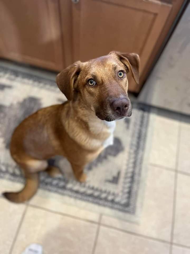 adoptable Dog in New London, WI named CeeDee