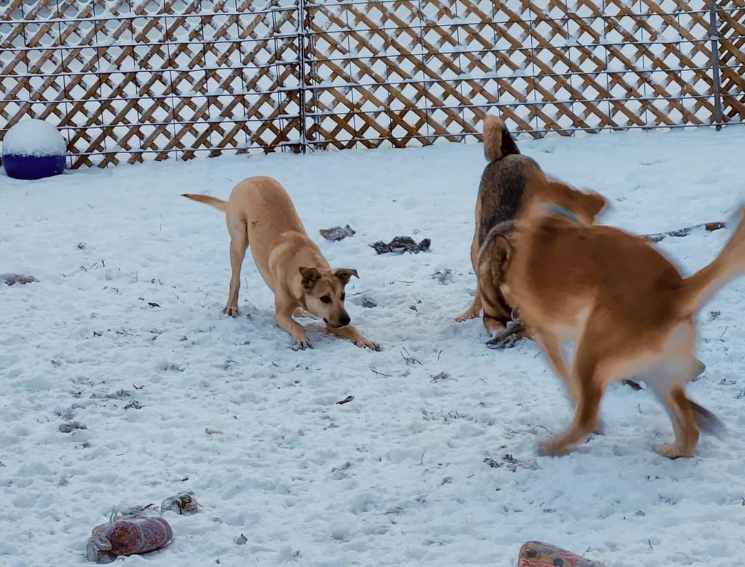 adoptable Dog in New London, WI named Amelia