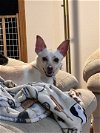 adoptable Dog in , WI named Piper
