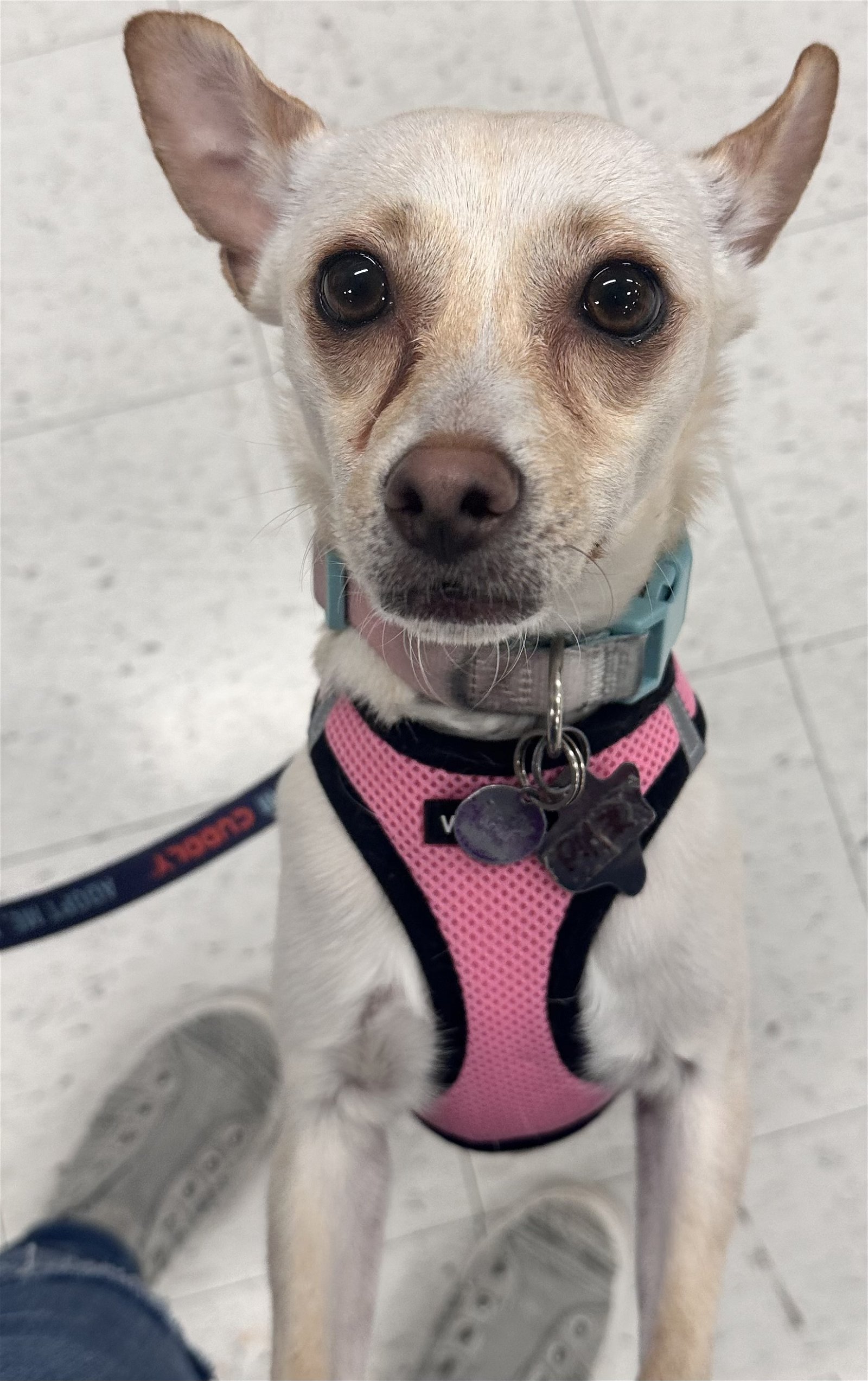 adoptable Dog in New London, WI named Piper