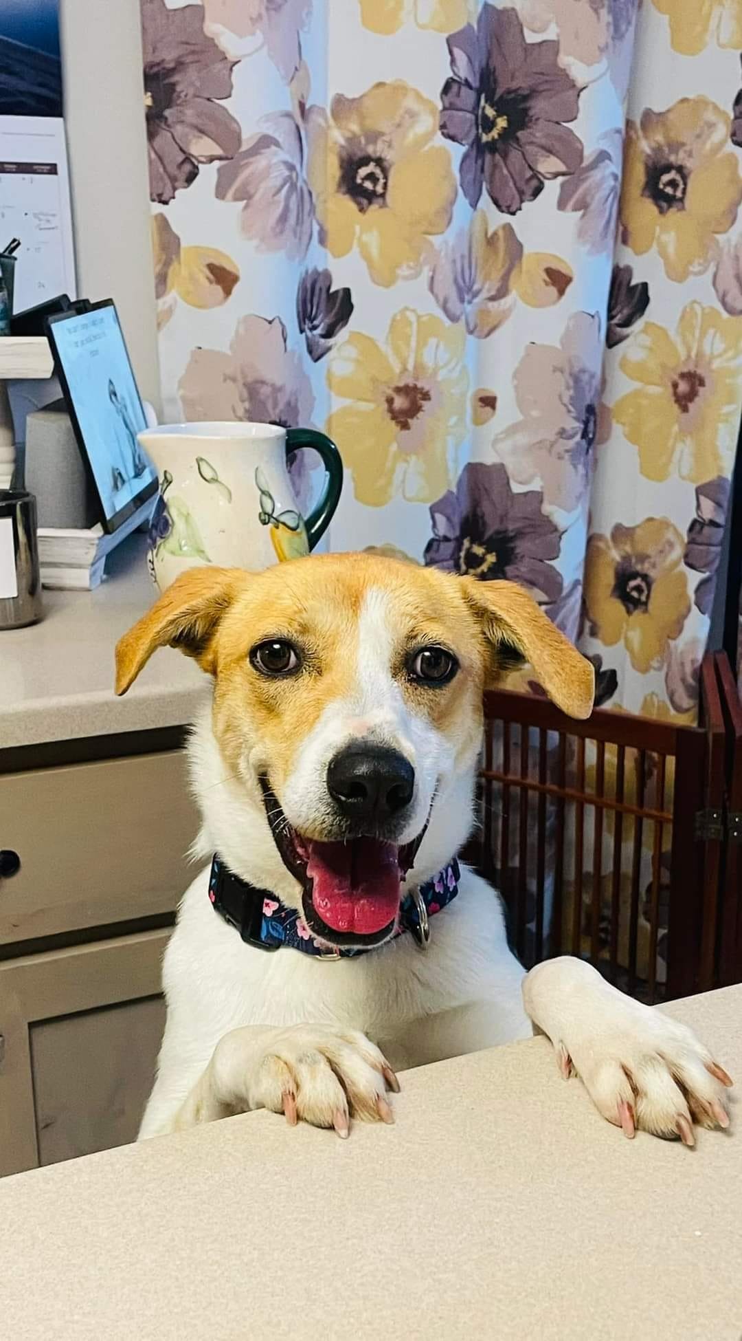 adoptable Dog in New London, WI named Tulip