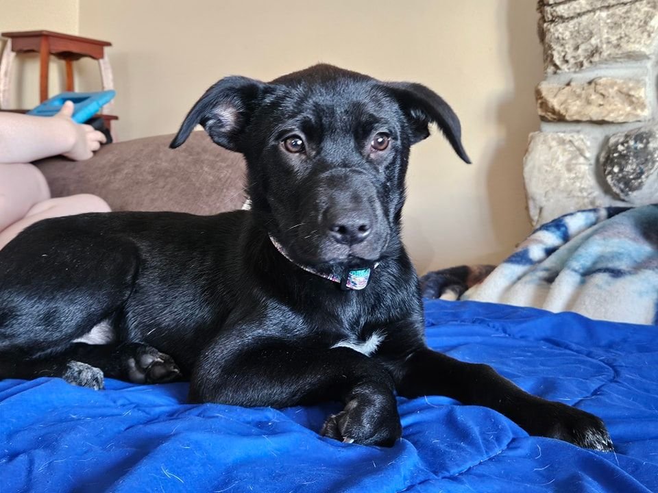 adoptable Dog in New London, WI named Bliss
