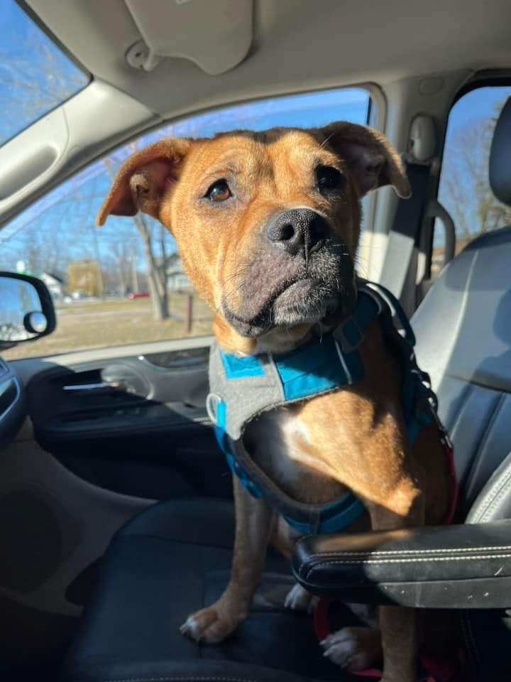 adoptable Dog in New London, WI named Ada
