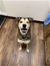 adoptable Dog in , WI named Opi