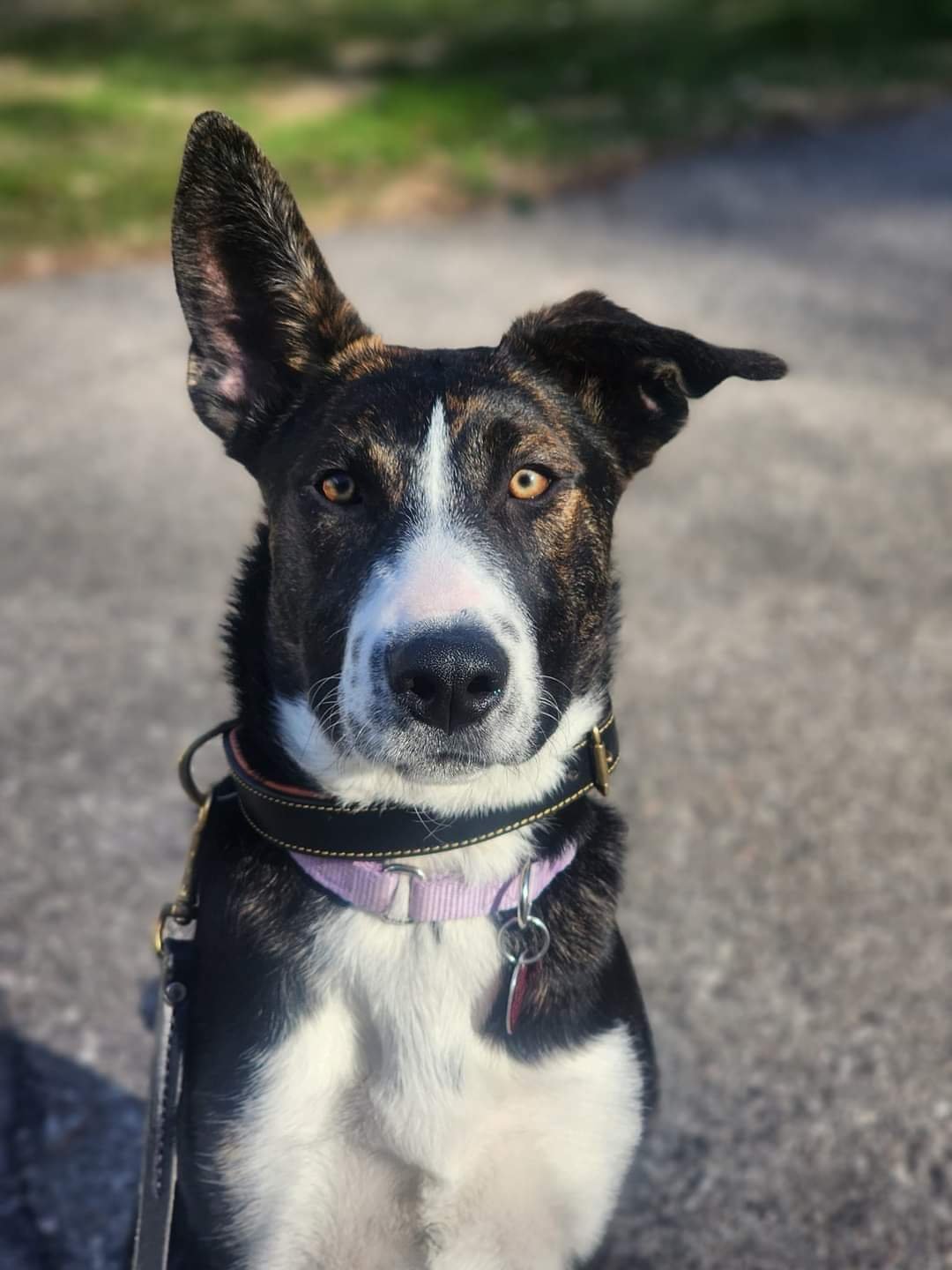 adoptable Dog in New London, WI named Boom