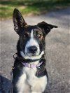 adoptable Dog in , WI named Boom