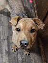 adoptable Dog in , WI named Cinnamon