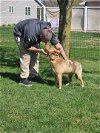 adoptable Dog in new london, WI named Kai