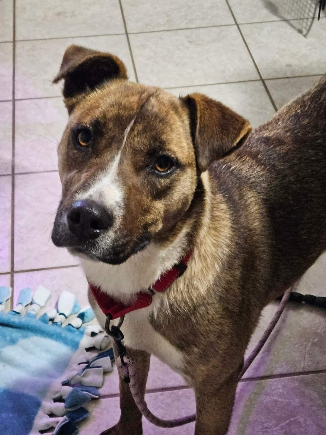 adoptable Dog in New London, WI named Mary ann