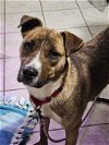 adoptable Dog in , WI named Mary ann